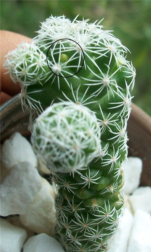 mammilaria gracilis 